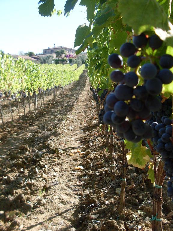 Agriturismo Amina, Winery & Hiking Vagliagli Luaran gambar